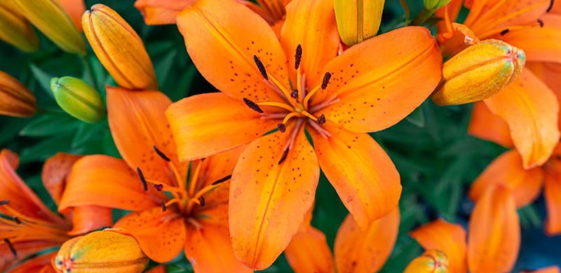 LILIES 500