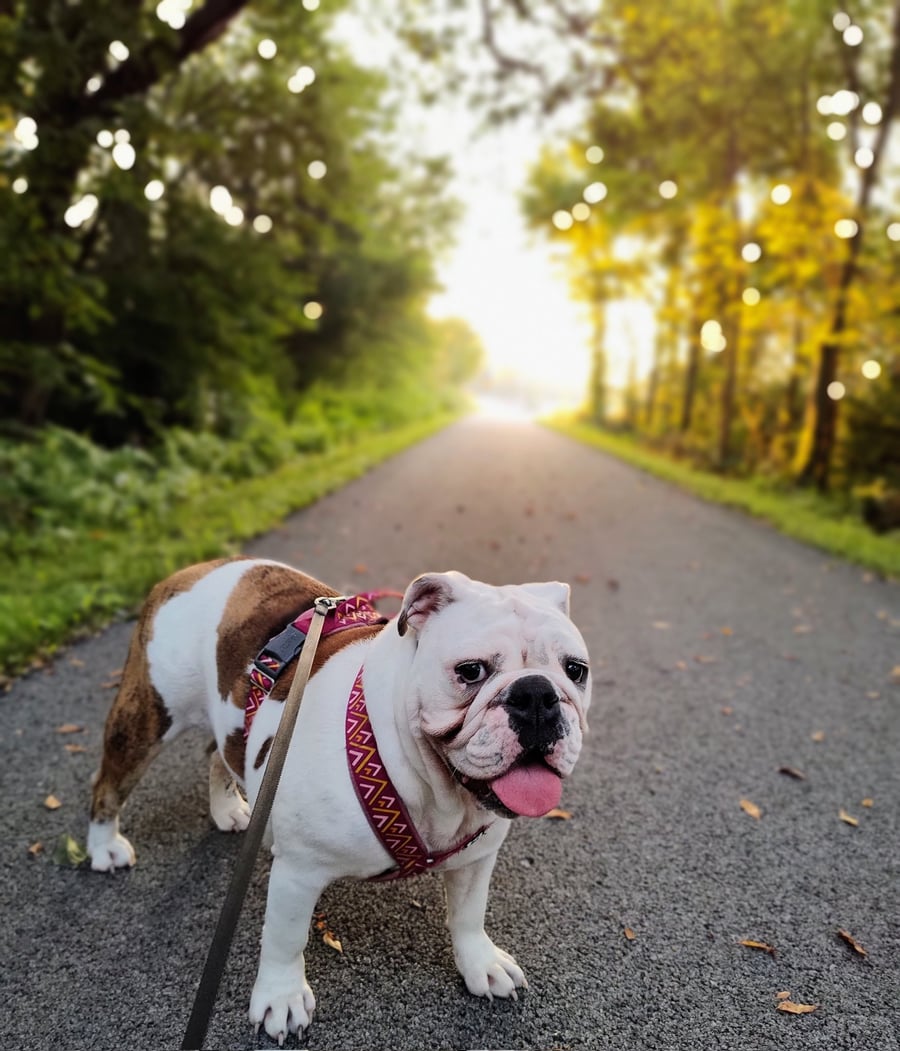 Meet Our Gillespie Florists Mascots