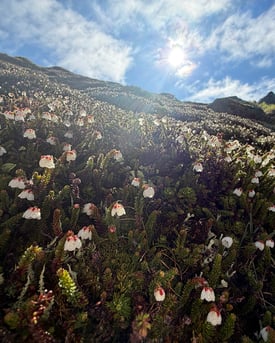 MountainSucculents