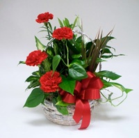 Mountain_Botanical.jpg Mountain_Botanical.jpg