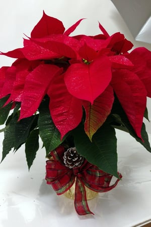 PoinsettiaPromise