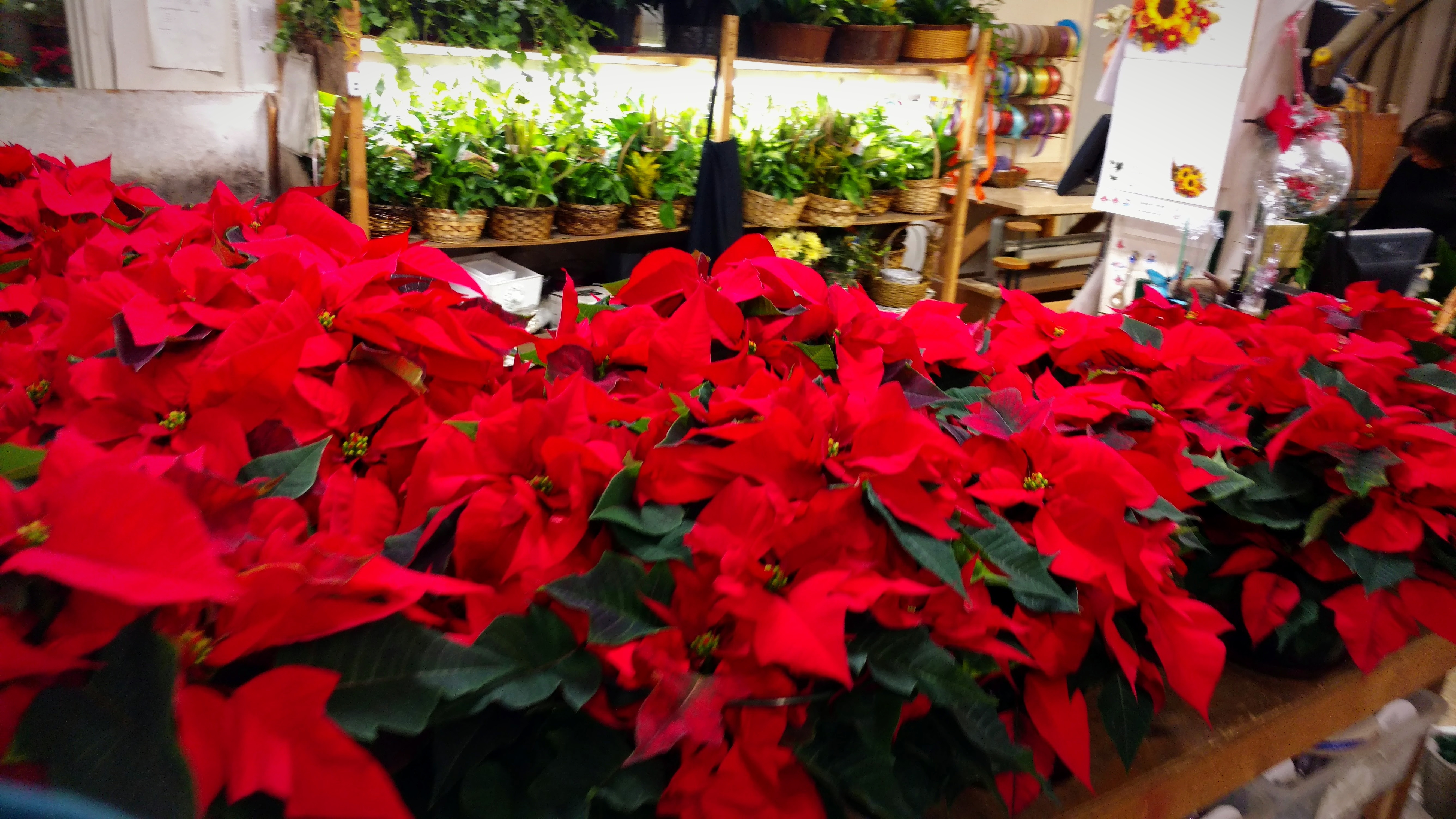 Poinsettias-282487-edited