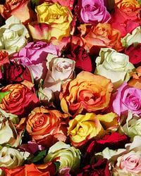 ROSES-ALOT