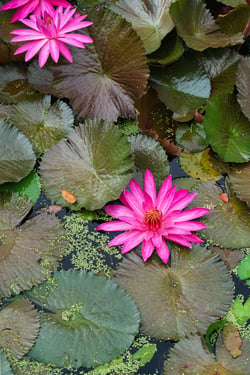 WaterLily