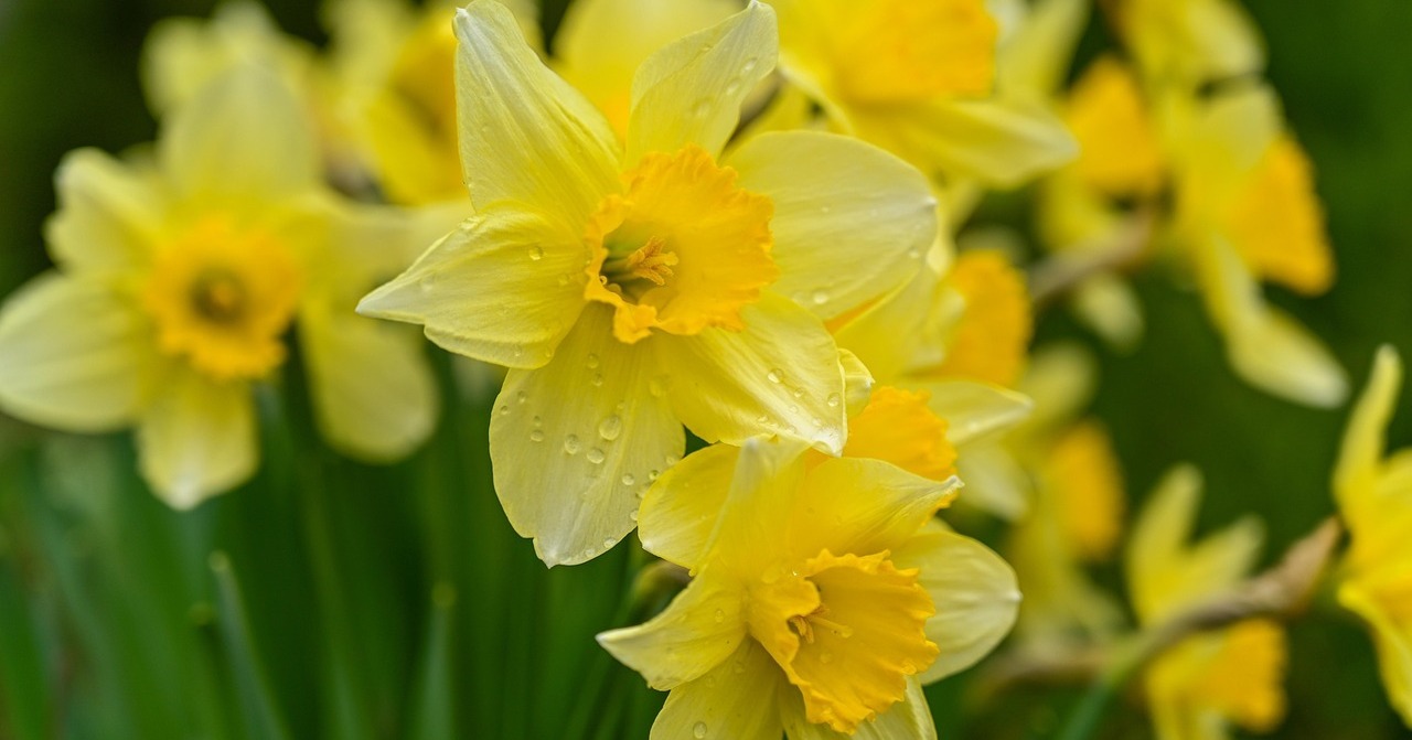 akirevarga-wild-daffodils-7106921_1280
