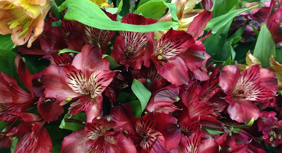 alstroemeria_fallflowers2