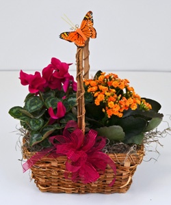 bloombasket.jpg bloombasket.jpg