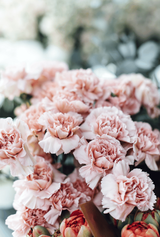 Spring Carnations January Birth Month Flower: The Carnation and Snowdrop