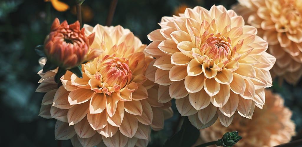 dahlia