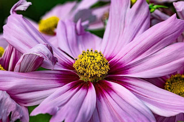 flower-7361976_640