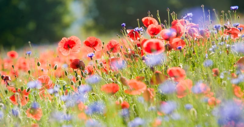 kutu1-poppy-field-364162_1920