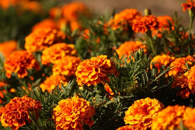 marigold-8281782_640