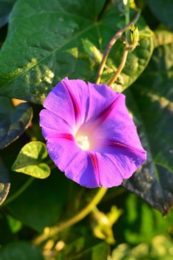 morningglory-1
