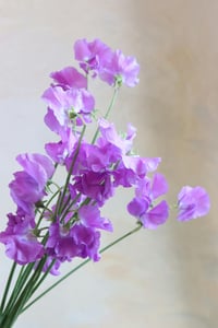 pexels-2155605595-33818726