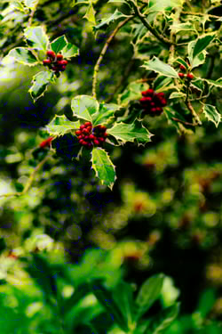 pexels-atelierbyvineeth-34936254