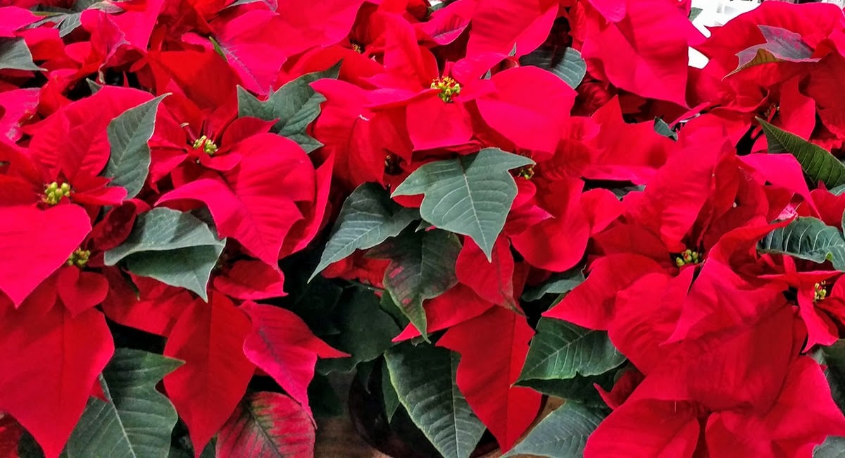 poinsettias4 (1)