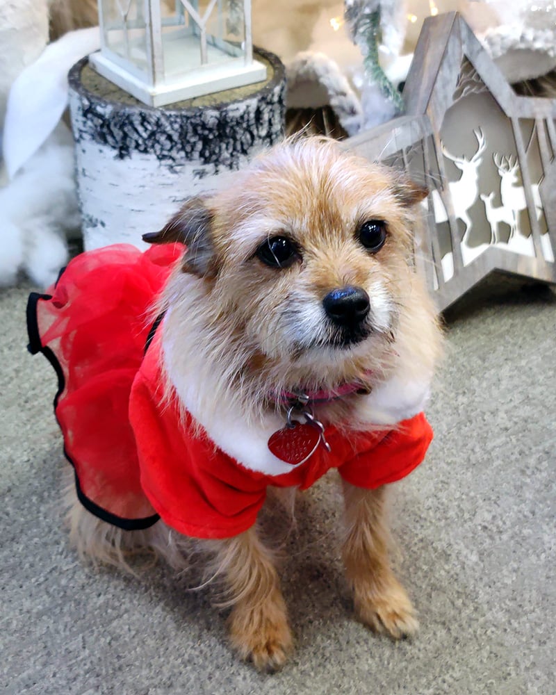 Meet Our Gillespie Florists Mascots