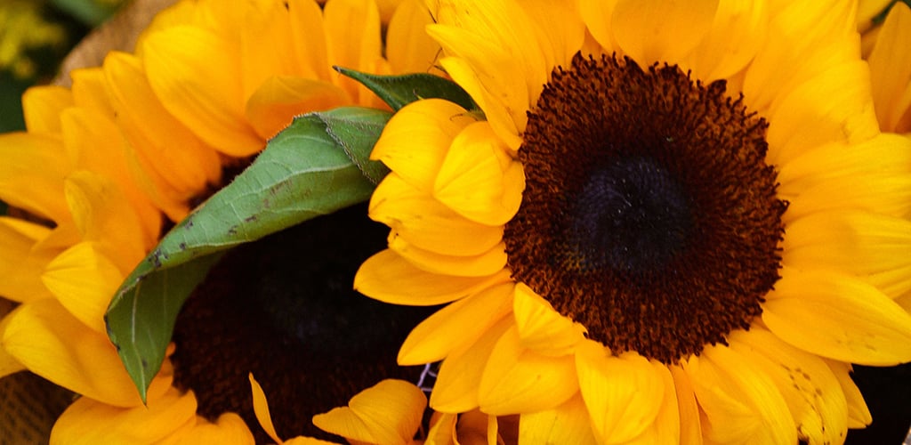 sunflowers