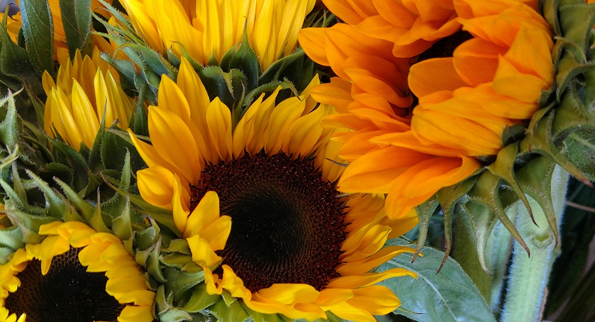 sunflowers_fallflowers