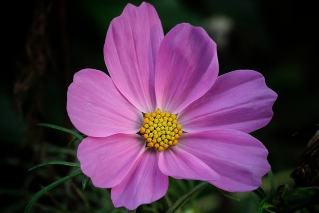COSMOSFLOWeRS
