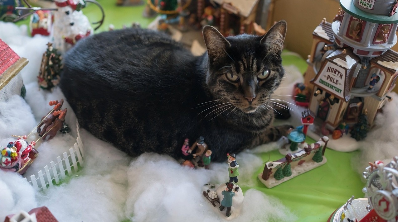 tiger-cat-3254032_1280-1