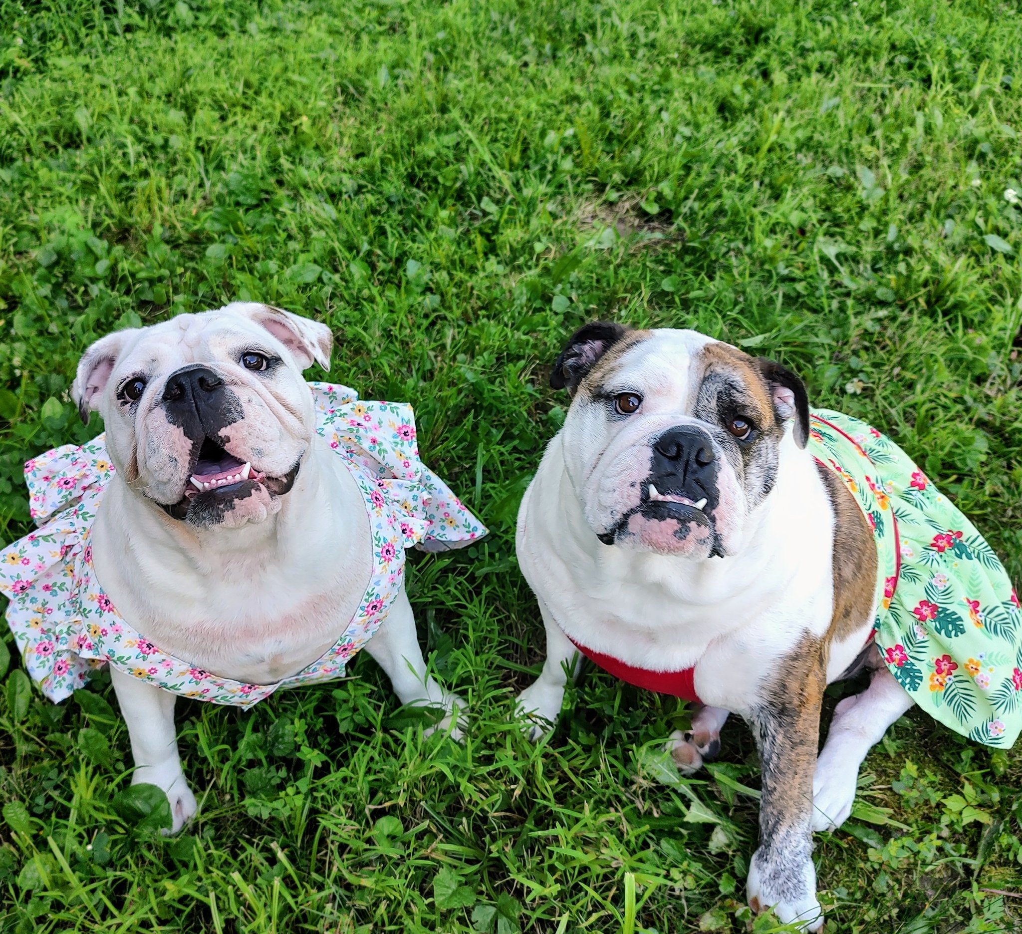 Giants Fan  Bulldog, Bulldog puppies, English bulldog puppy